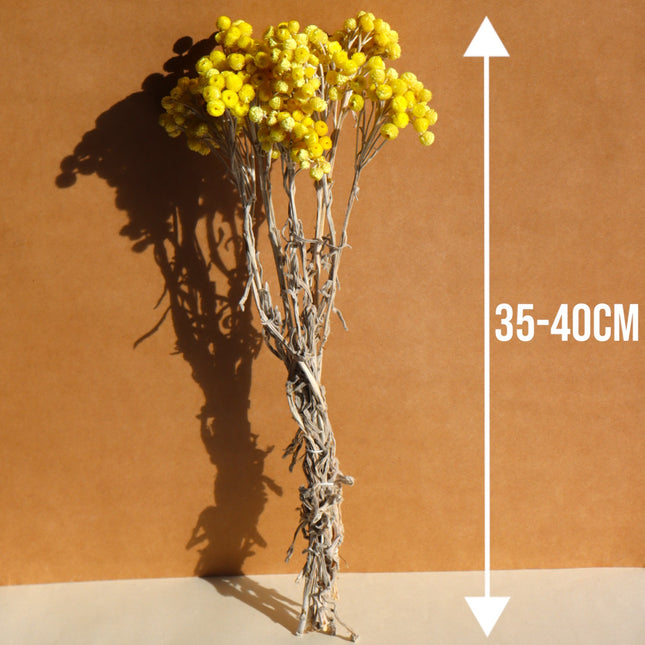 Bouquet de fleurs immortelles séchées - 35-40cm - Jaune