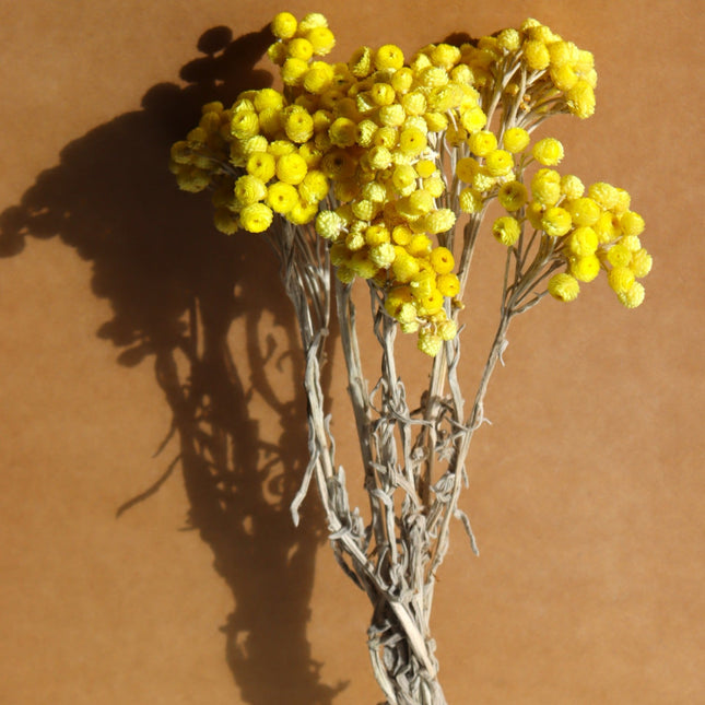 🎁 Bouquet de fleurs immortelles séchées - 35-40cm - Jaune (Offert)